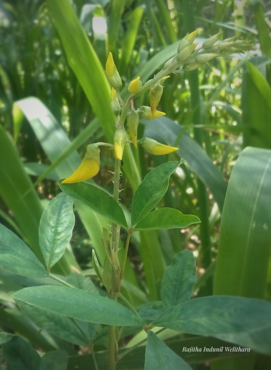 Crotalaria trichotoma Bojer